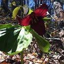 Red Trillium