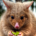 Golden Brush Tailed Possum