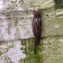 Leopard Slug