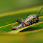 Lubber Grasshopper