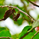 Praying Mantis