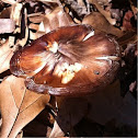Brown Mushroom