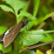 Common Mormon
