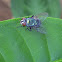 Fruit Fly