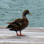 Mallard
