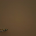 Red ear slider