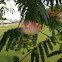 Mimosa