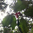 Leaves of the North East 