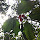 Leaves of the North East 