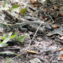Six lin racerunner