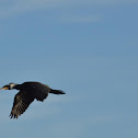 Great Cormorant