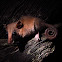 Robinson's mouse opossum
