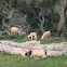 Sheep