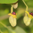 Dutchman's Pipe