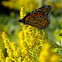 Monarch Butterfly