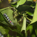 Caterpillar of Rice Paper Butterfly or Paper Kite