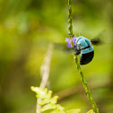 Blue Carpenter Bee