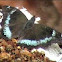 Blue Admiral