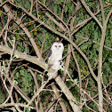 Barn Owl