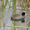 American Coot