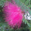 Persian silk tree