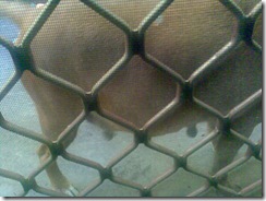 dog (3)