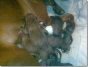 puppies (2)