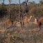 Dromedary