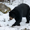 Spectacled Bear