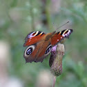 European Peacock