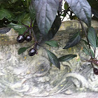 Black Olives