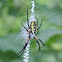 Orb Weaver Spider