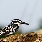 Pied Kingfisher