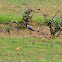 Red Wattled Lapwing