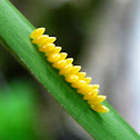 Ladybug Eggs