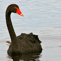 Black Swan