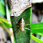 Lynx Spider