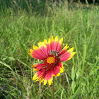 Blanket Flower