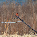 Northern Cardinal