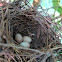 Brown thrasher, nest and eggs