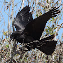 American Crow