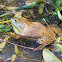 American Bullfrog