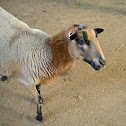 Sheep