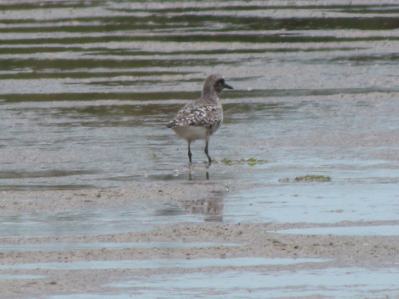Grey plover