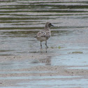 Grey plover