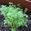 Dill ' Bouquet'