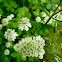 Great Masterwort, grosse Sterndolde