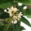 Fragrant tea