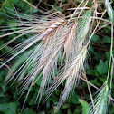 Wheat