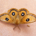 Tau emperor moth